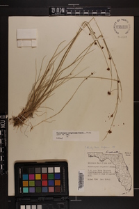 Rhynchospora wrightiana image