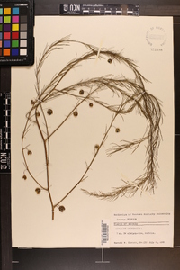 Asparagus officinalis image