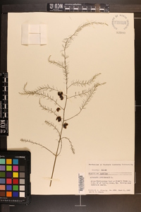 Asparagus officinalis image