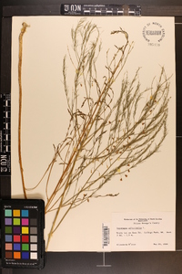 Asparagus officinalis image