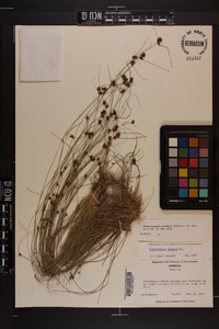 Rhynchospora plumosa image