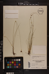 Rhynchospora plumosa image