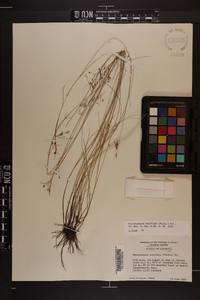 Rhynchospora rariflora image