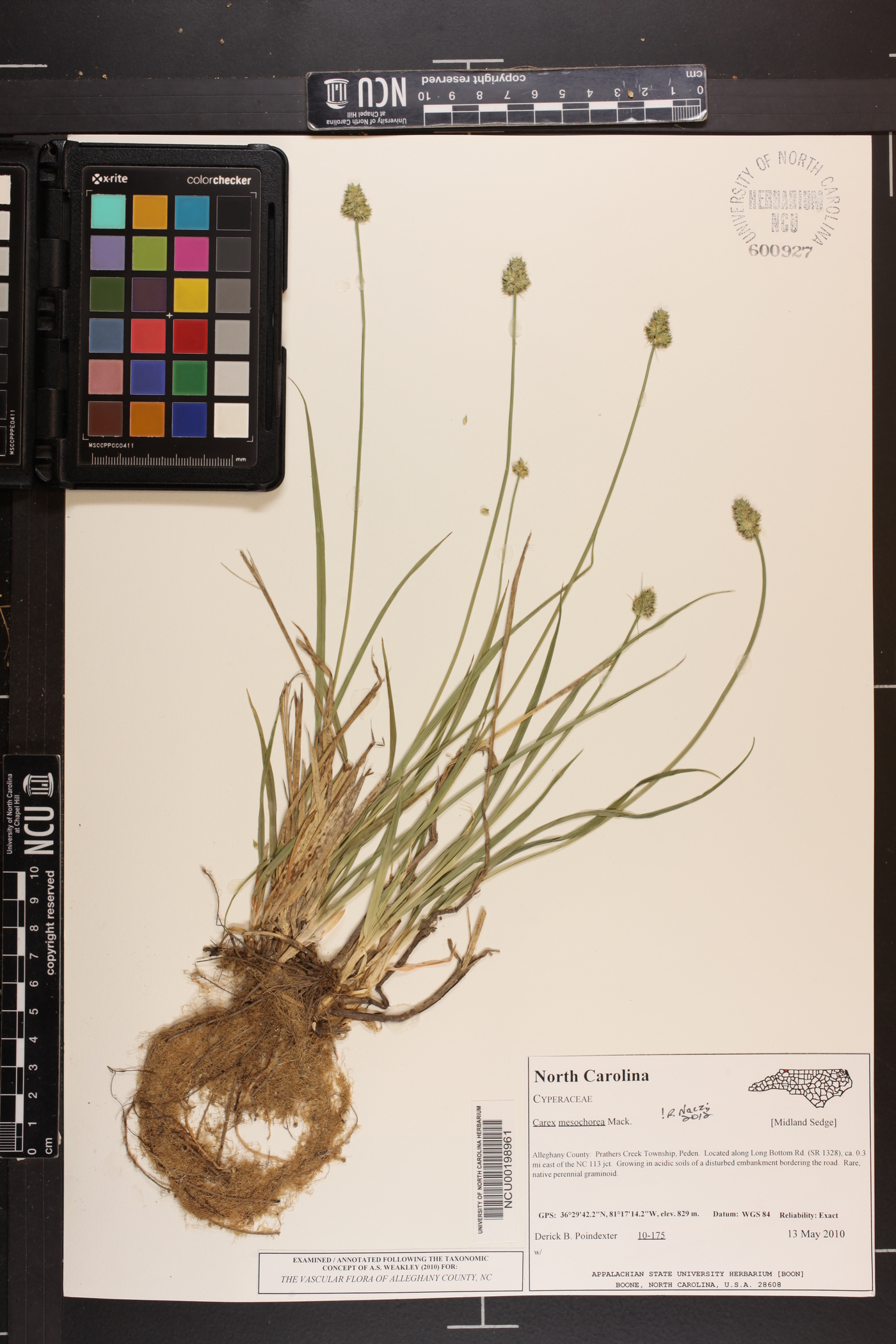 Carex mesochorea image