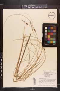 Carex oligosperma image