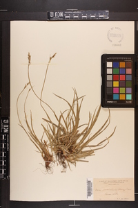 Carex austrina image