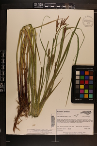 Carex trichocarpa image