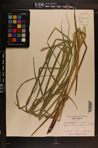 Carex trichocarpa image