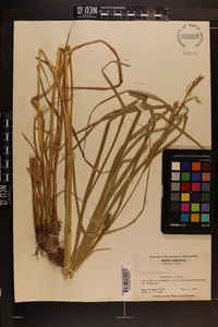 Carex trichocarpa image