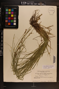 Carex albolutescens image