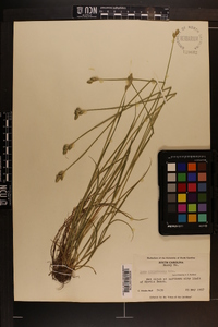 Carex albolutescens image