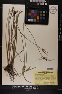 Scleria oligantha image