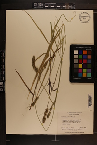 Carex atlantica subsp. atlantica image