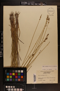 Carex atlantica subsp. atlantica image