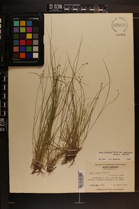 Carex atlantica subsp. capillacea image