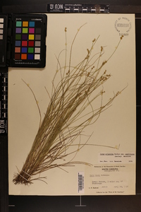 Carex atlantica subsp. capillacea image