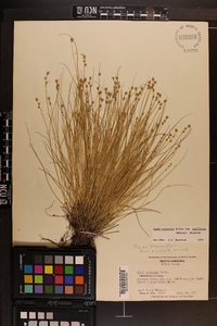 Carex atlantica subsp. capillacea image