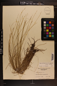 Carex atlantica subsp. capillacea image