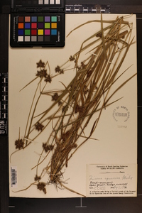 Fuirena squarrosa image