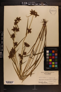 Fuirena squarrosa image