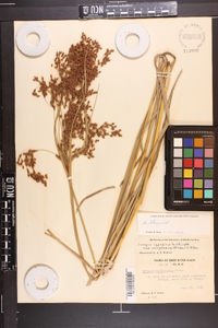 Scirpus cyperinus var. eriophorum image