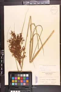 Scirpus cyperinus var. eriophorum image