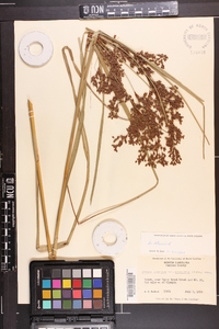 Scirpus cyperinus var. eriophorum image