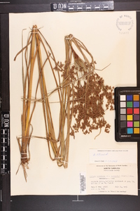 Scirpus cyperinus var. eriophorum image