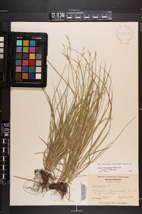 Carex bromoides subsp. bromoides image