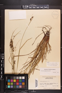 Carex caroliniana image