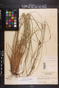 Carex caroliniana image