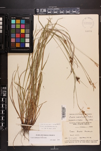 Carex caroliniana image