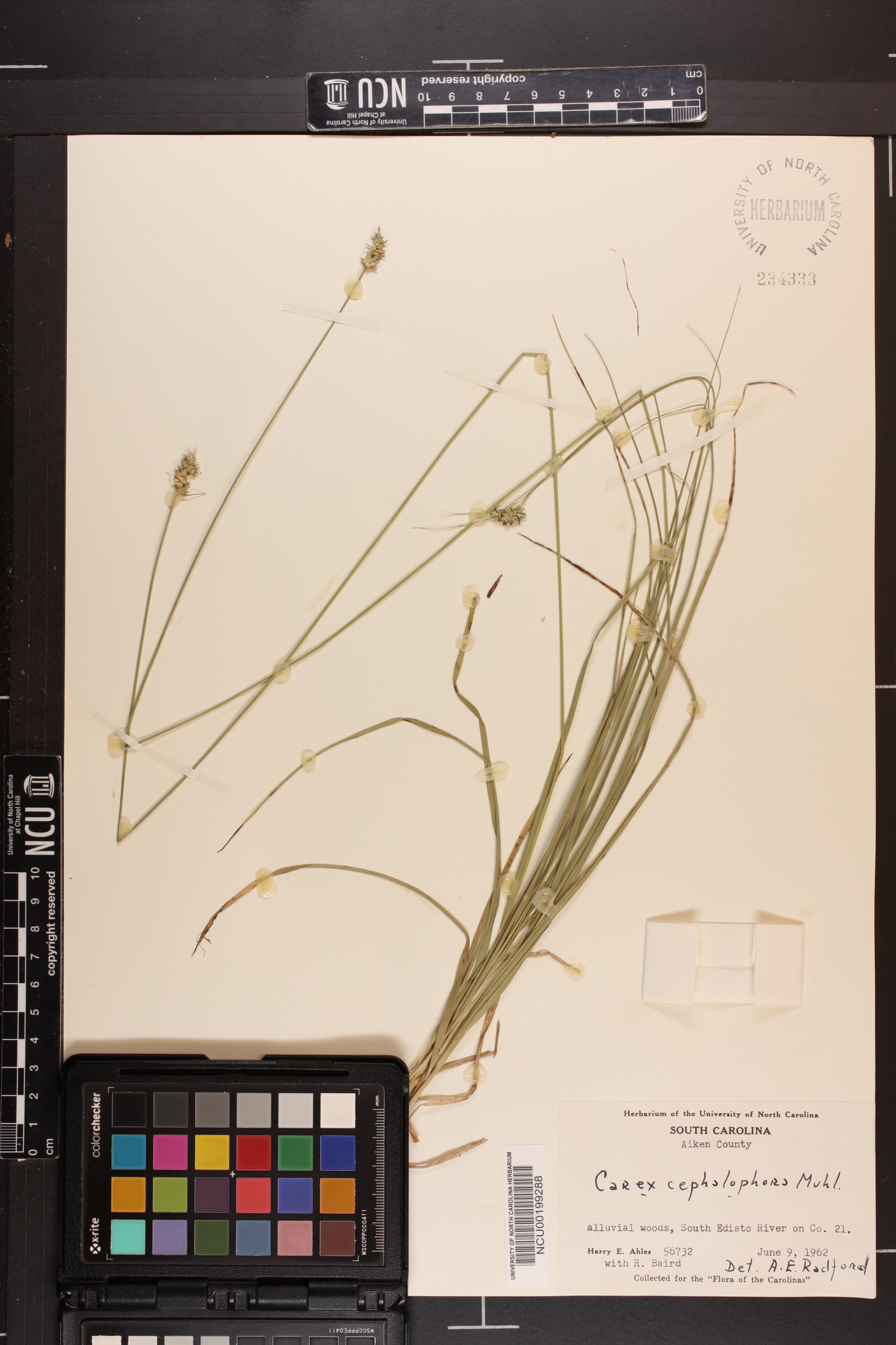 Carex mesochorea image