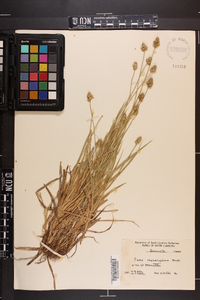 Carex mesochorea image