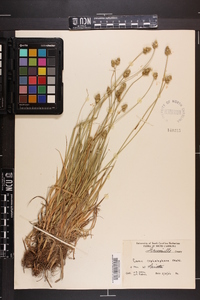 Carex mesochorea image