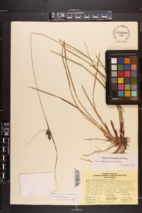 Carex complanata image