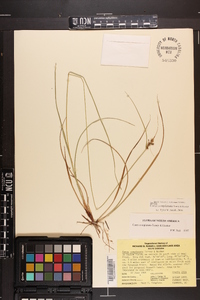 Carex complanata image