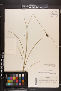 Carex complanata image