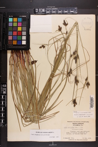 Carex complanata image