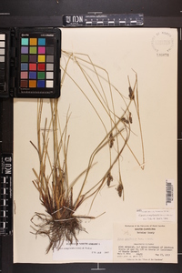 Carex complanata image