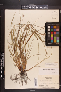 Carex complanata image