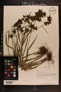 Fuirena breviseta image