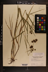 Fuirena breviseta image