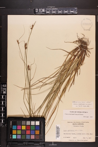 Carex complanata image