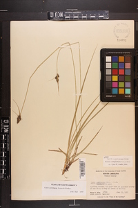 Carex complanata image