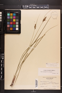 Carex complanata image