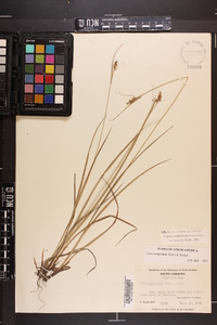 Carex complanata image