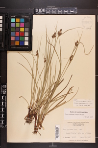 Carex complanata image