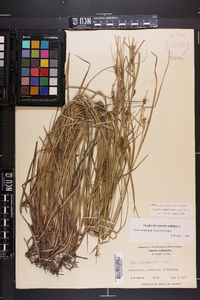 Carex complanata image