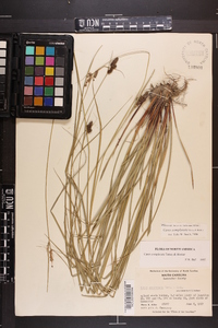 Carex complanata image